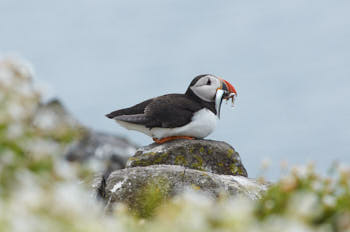 Oiseaux de mer<br>NIKON D300S, 420 mm, 500 ISO,  1/1250 sec,  f : 8 